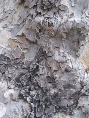 tree-skin-.jpg